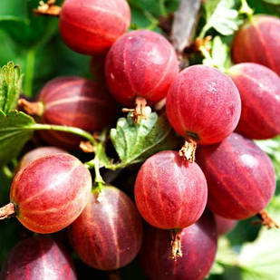 Саджанці Агрусу Каменяр - середній, урожайний, зимостійкий