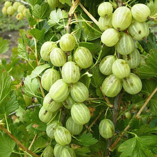 Саджанці Агрусу Ковчег - середньо-пізній, високоврожайний, зимостійкий