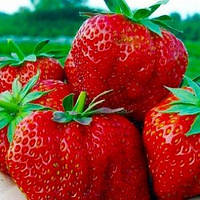 Полуниця Хумі Гранде