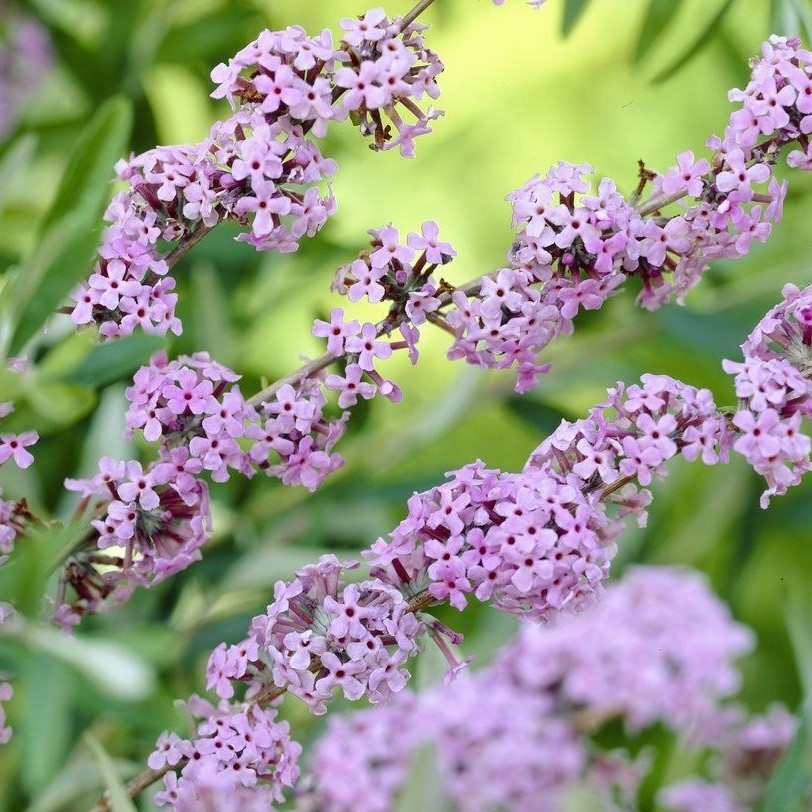 Саджанці Буддлеї очереднолистної Аргенті (Buddleja alternifolia Argentea) Р9