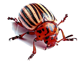 Засоби захисту рослин