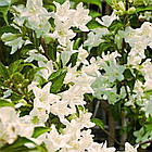 Саджанці Вейгели квітучої Кандида (Weigela florida Candida) Р9, фото 2