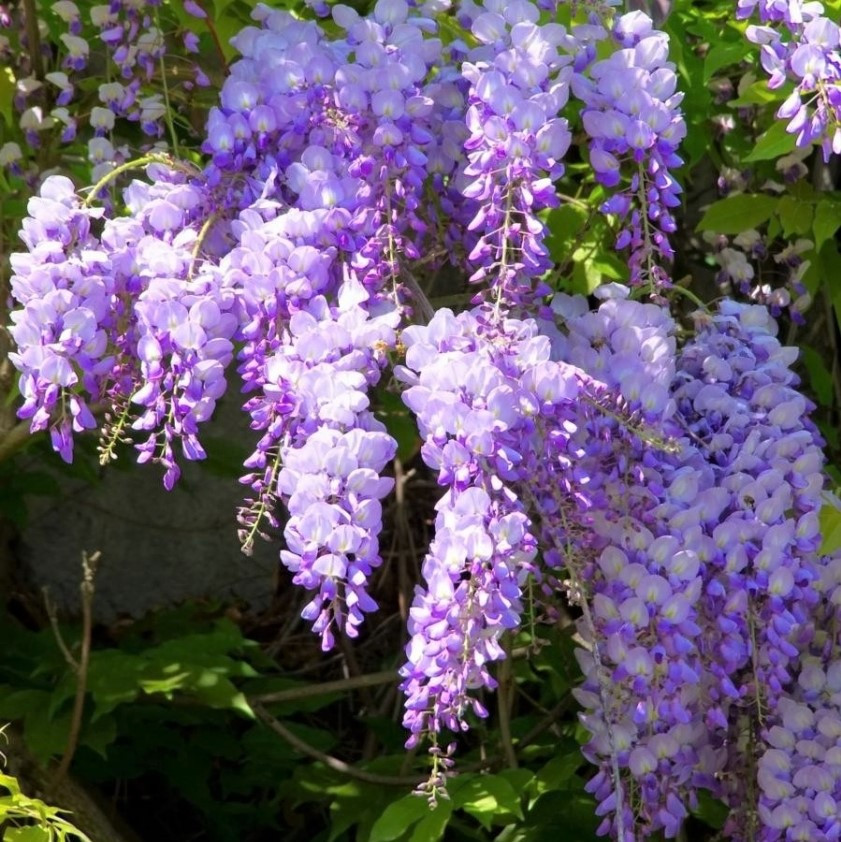 Саджанці Гліцинії Ейва (Wisteria chinensis Eiyva)