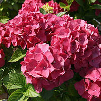 Саженцы Гортензии крупнолистной Ред Барон (Hydrangea macrophylla Red Baron) Р9