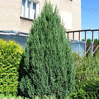Можжевельник китайский Стрикта (Juniperus chinensis Stricta)(Трехлетка)