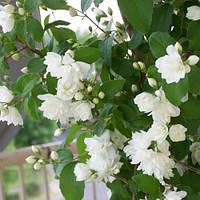 Саженцы Чубушника (жасмин махровый) Вирджинал (Philadelphus glacier Virginal) Р9