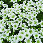 Саджанці Ломикаменя Арендса біла Вайт Пікс (Saxifraga Arendsii White Pixie) Р9, фото 2