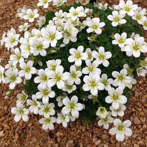 Саджанці Ломикаменя Арендса біла Вайт Пікс (Saxifraga Arendsii White Pixie) Р9