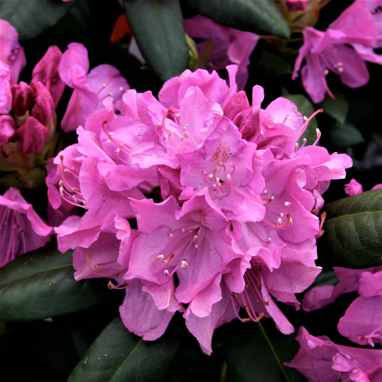 Саджанці Рододендрона Розеум Елеганс (Rhododendron Roseum Elegans) Р9