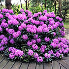 Саджанці Рододендрона Розеум Елеганс (Rhododendron Roseum Elegans) Р9, фото 2