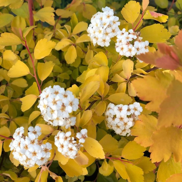 Саджанці Спіреї Вангутта Голд Фонтан (Spiraea Vanhouttei Gold Fountain) Р9