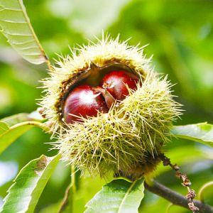 Саджанці Каштану їстівного Ліонський (Castanea Leonum)