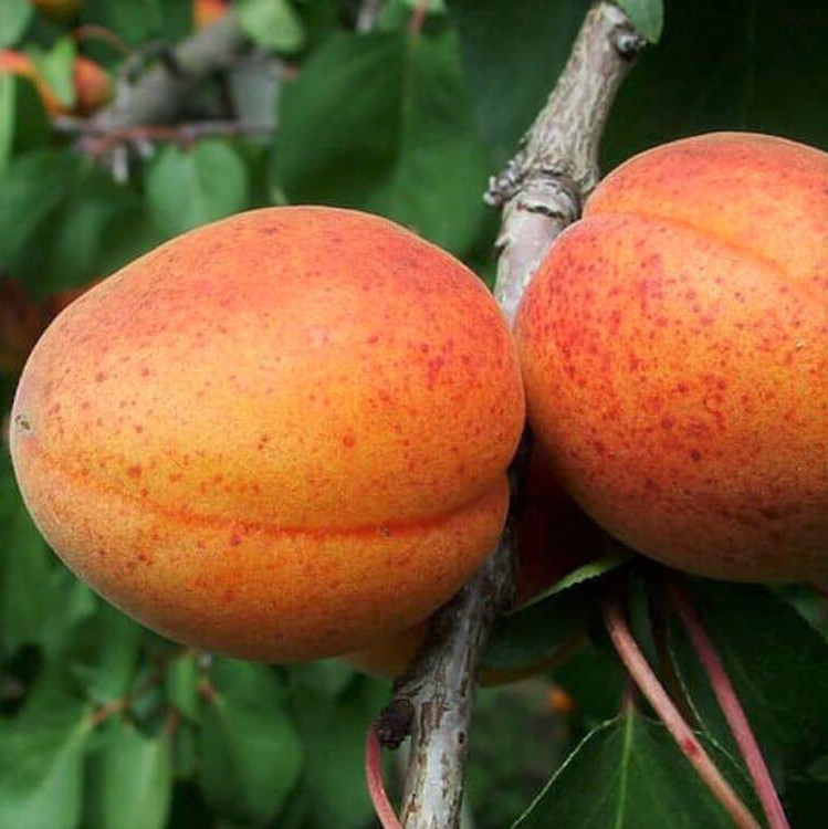 Саджанці Абрикоса Альоша - ранній, морозостійкий, невибагливий, фото 1