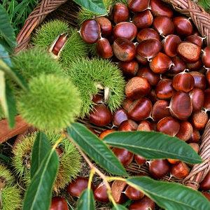 Саджанці Каштану їстівного Неаполітанського (Castanea Neapolitanus)