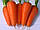 Морква Болтекс F1 (500гр) Clause, фото 2