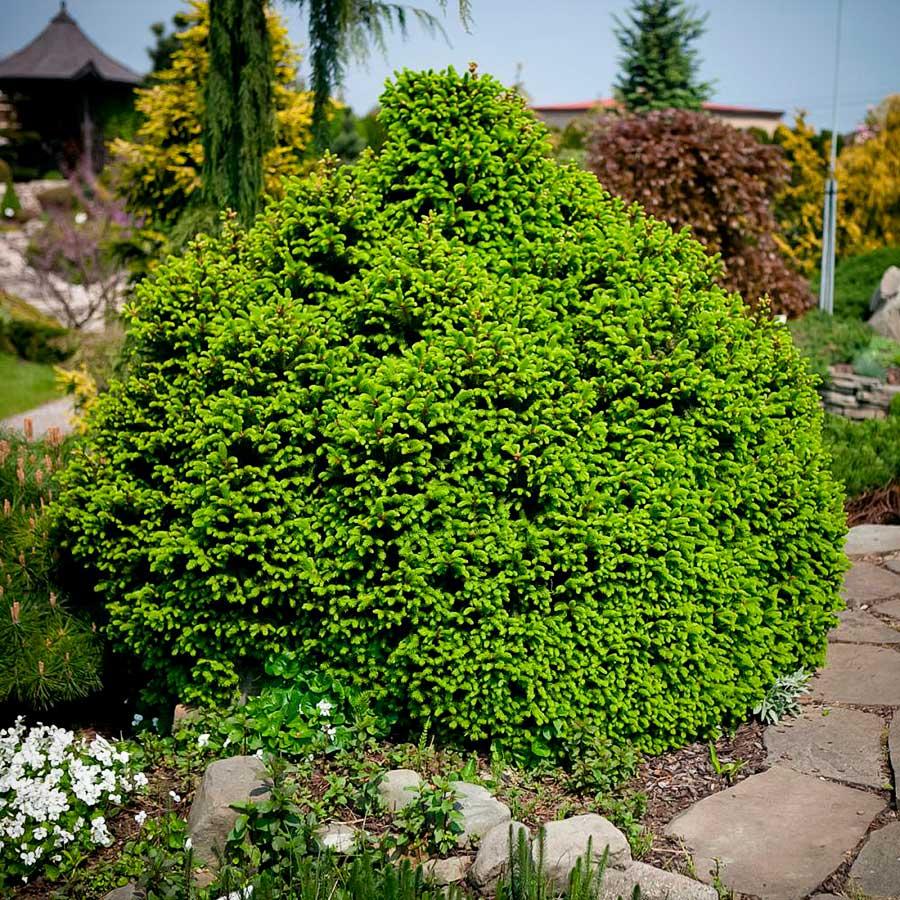 Саджанці Ялини звичайної Олендорфи (Picea abies Ohlendorffii) 3-х річний