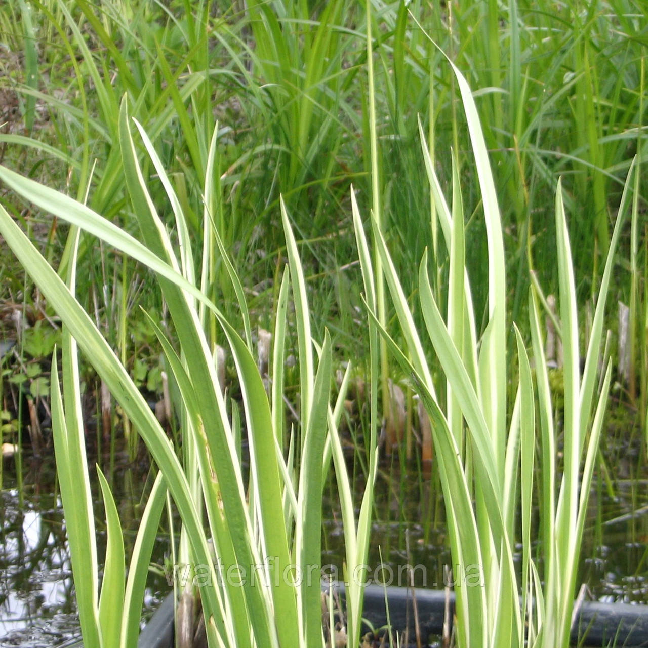 Аир обыкновенный Пестролистный - Acorus calamus Variegatus - фото 1 - id-p239941329