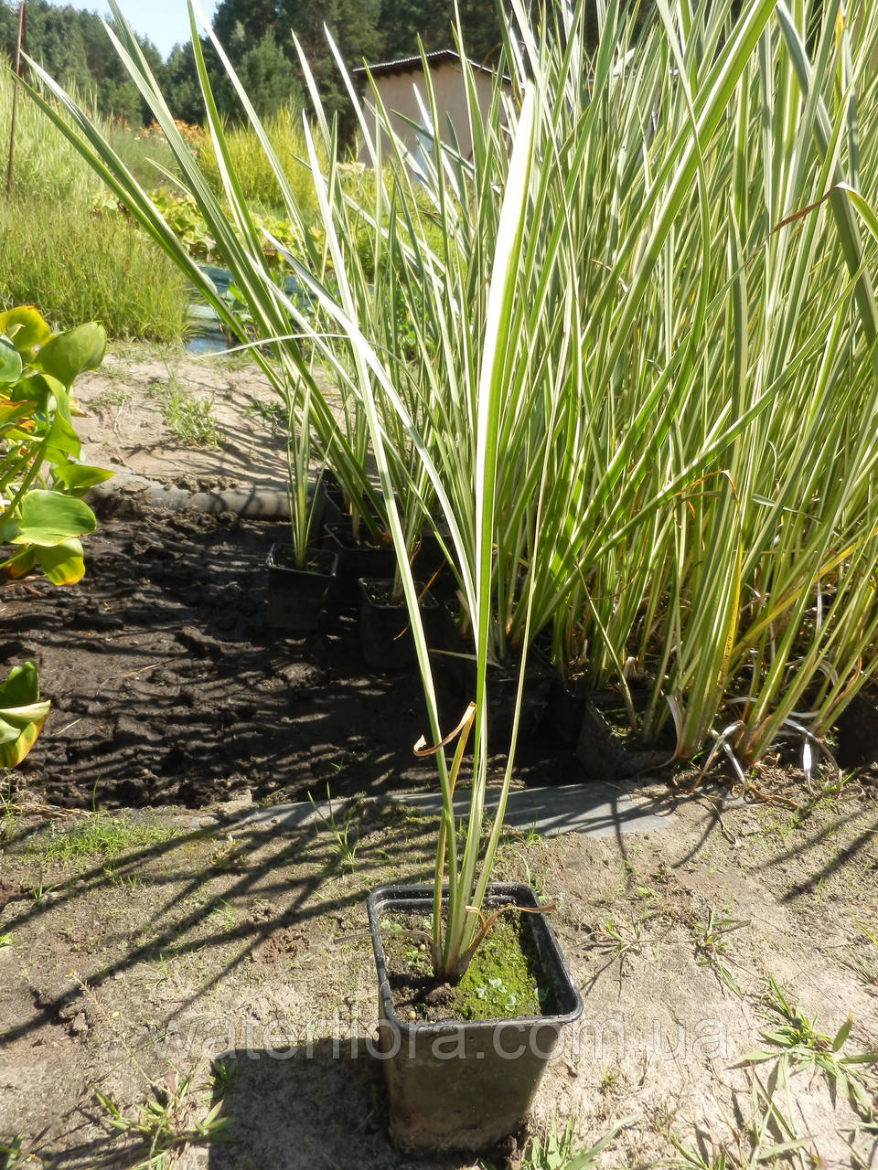 Аир обыкновенный Пестролистный - Acorus calamus Variegatus - фото 3 - id-p239941329