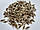 Мордовник шароголовий (крутай, головатень), насіння, фото 2