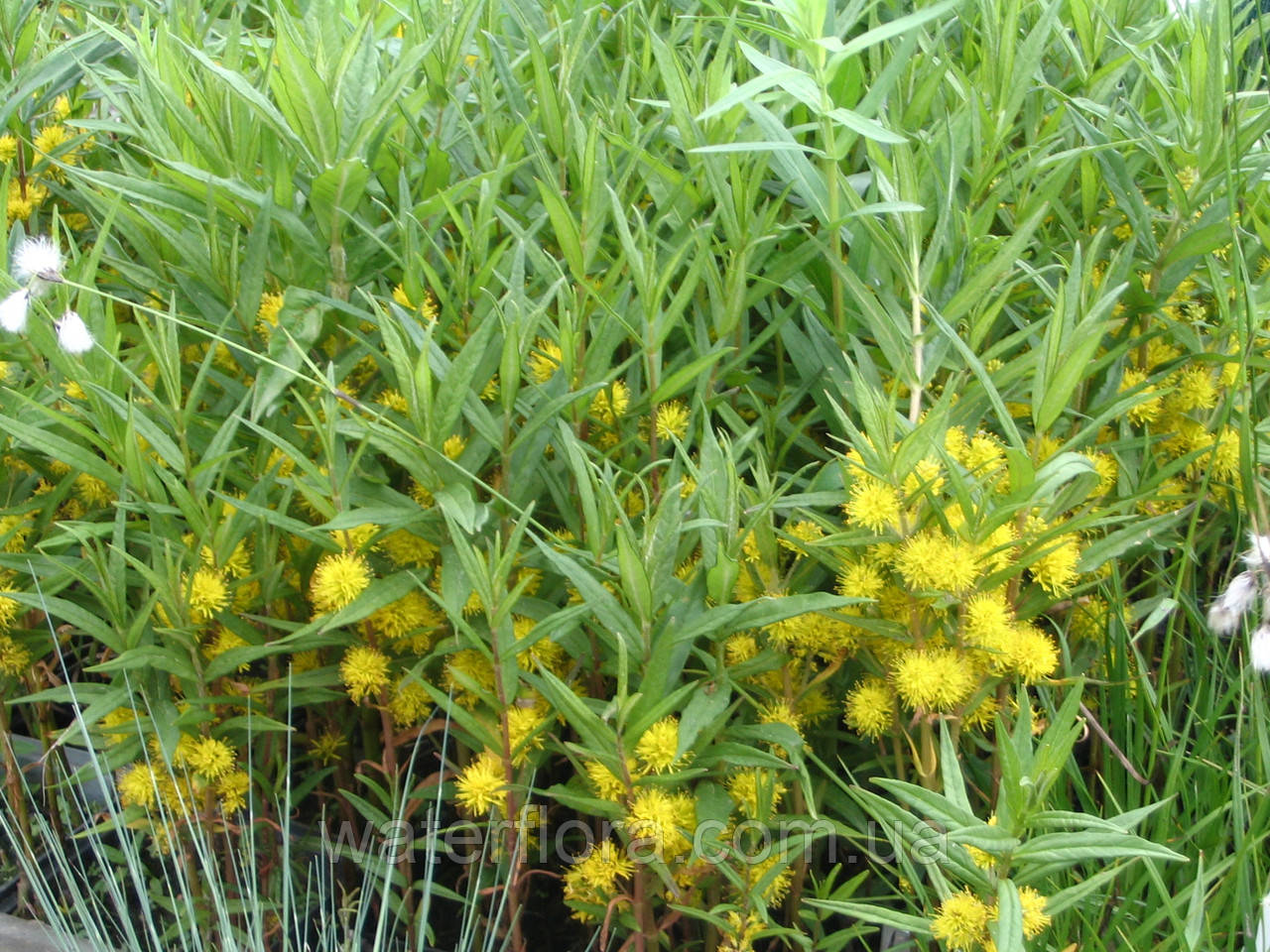 Вербейник кистецветный - Lysimachia thyrsiflora - фото 2 - id-p239959389