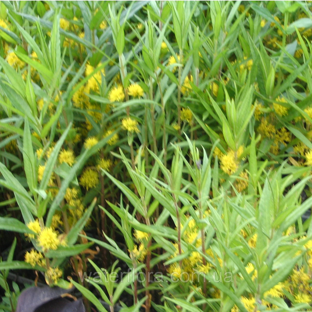 Вербийник кистьовий — Lysimachia thyrsiflora, фото 1