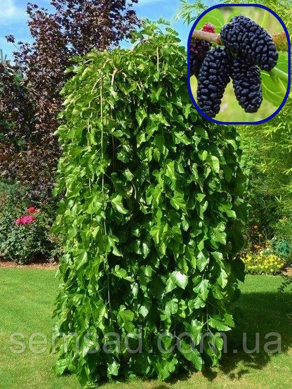 Шовковиця плакуча Пендула \ Morus Pendula ( саджанці 140-160см ВКС )