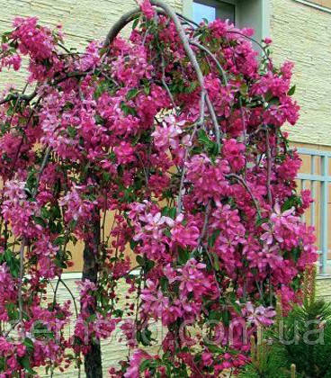 Яблуня плакуча Роял Бьюті \ Malus 'Royal Beauty' (саджанці 130см)