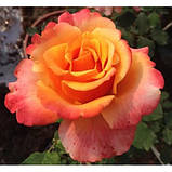 Троянда чайно-гібридна Frenesie (Френезія), фото 4