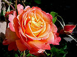 Троянда чайно-гібридна Frenesie (Френезія), фото 2