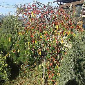 Яблуня плакуча Роял Бьюті \ Malus 'Royal Beauty' (саджанці 130см), фото 4