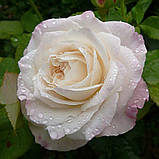 Троянда флорибунда Eliane Gillet (Эллианс Жиллет), фото 6