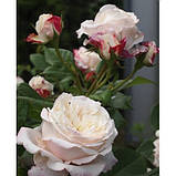 Троянда флорибунда Eliane Gillet (Эллианс Жиллет), фото 7