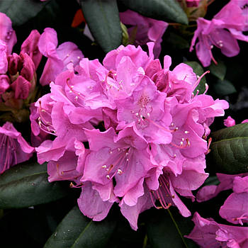 Саджанці Рододендрона Розеум Елеганс (Rhododendron Roseum Elegans)