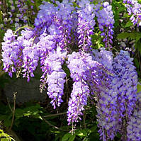 Саджанці Гліцинії Ейва (Wisteria chinensis Eiyva) Р9