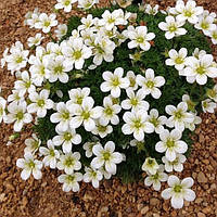 Саджанці Ломикаменя Арендса біла Вайт Пікс (Saxifraga Arendsii White Pixie)