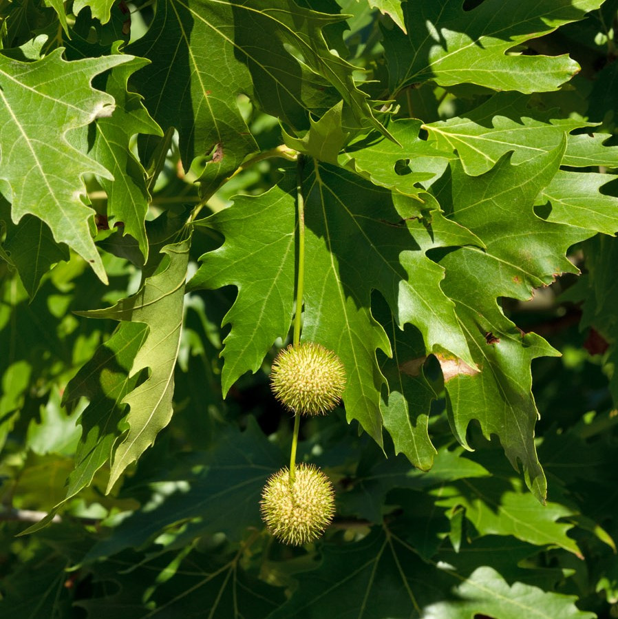 Саджанці Платана східного Чинара (Platanus orientalis Chinara)