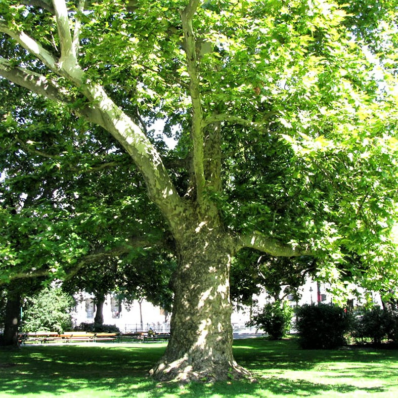 Саджанці Платана східного Чинара (Platanus orientalis Chinara) Р9 - фото 2 - id-p1527795077