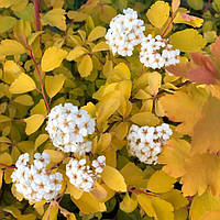 Саджанці Спіреї Вангутта Голд Фонтан (Spiraea Vanhouttei Gold Fountain)