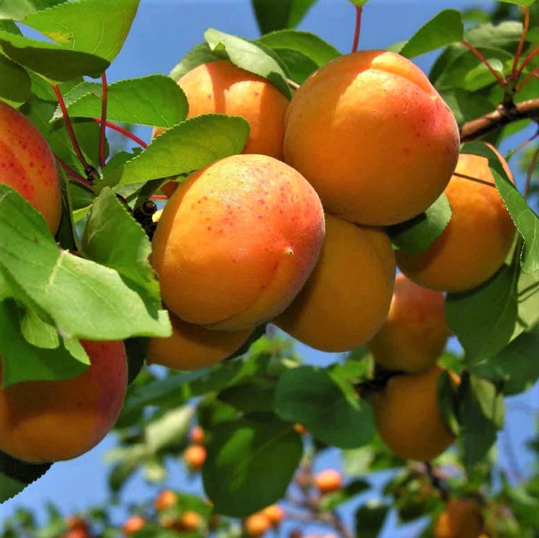 Саджанці Абрикоса Орловчанин - середній, великоплідний, зимостійкий