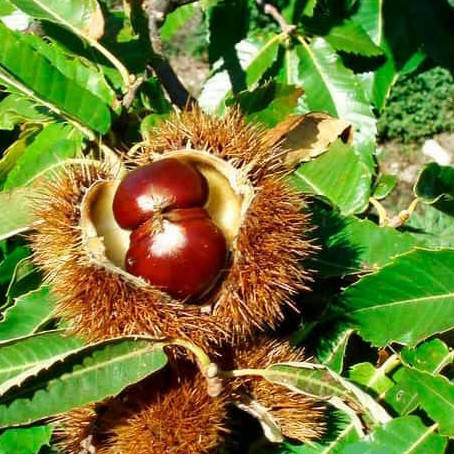 Саджанці Каштану їстівного Неаполітанська (Castanea Neapolitanus)