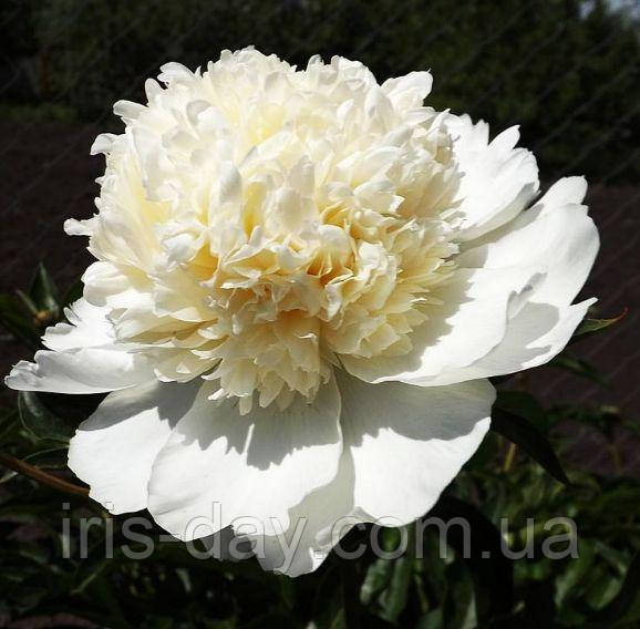 Півонія Charlies White Чарльз Уайт (кореневища), фото 1