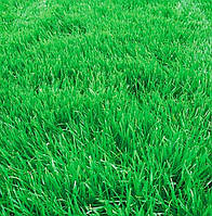 Семена Газонная трава Овсяница красная (костриця червона) 10кг многолетняя трава на вес