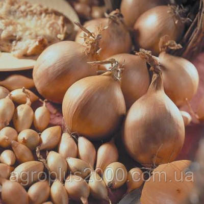 Цибуля сіянка озима Сеттон 10 кг TOP Onion