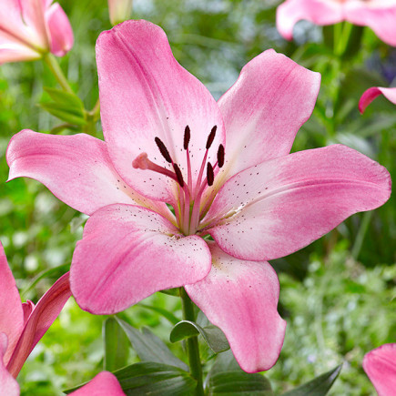 Лілія LA гібрид Palena цибулина, фото 1