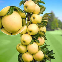 Яблуня колоноподібна "Медок"