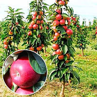 Яблуня колоноподібна "Легенда"