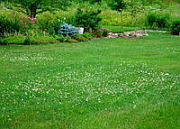 Семена Газонная травосмесь с Белым клевером 1кг низкорослая многолетняя цветущая лужайка с белым клевером