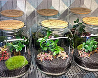 Оригинальный декоративный флорариум в банке с живыми растениями Ф4