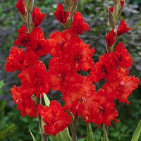 Гладіолус Гофрований Fire Cracker цибулини 3 шт.