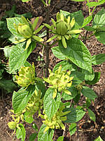 Калікант floridus "Athans". Каликант цветущий "Афины". Calycanthus floridus "Athans".